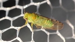 Heteropsylla
