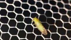 Heteropsylla