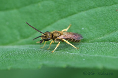 Halictus aerarius