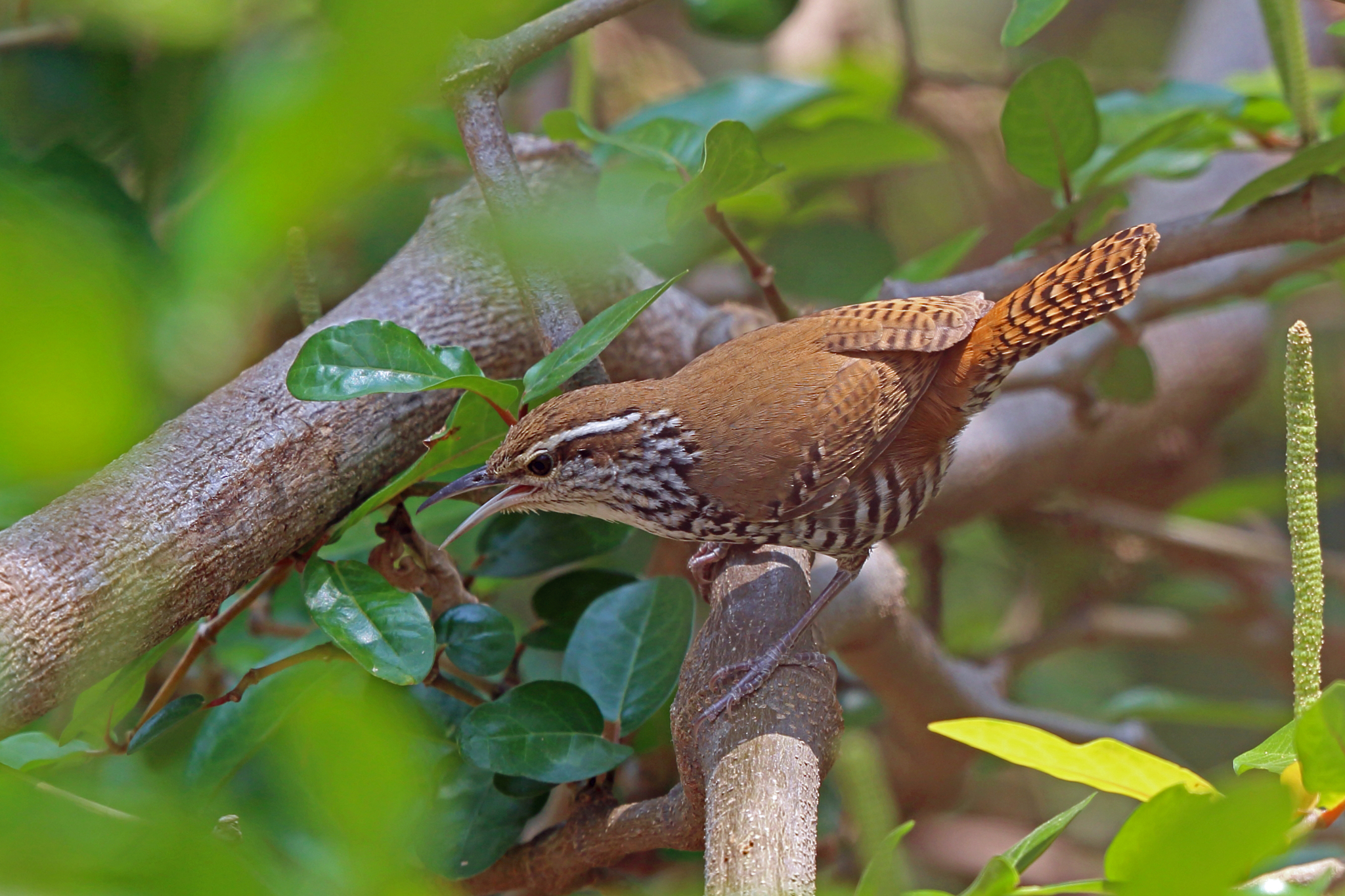 Banded Wren (Thryophilus pleurostictus)