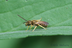 Halictus aerarius