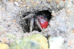 Neosarmatium indicum