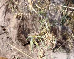 Dichroplus elongatus