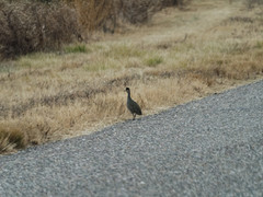 Nothoprocta cinerascens