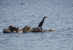 Phalacrocorax carbo