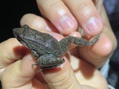 Leptodactylus leptodactyloides