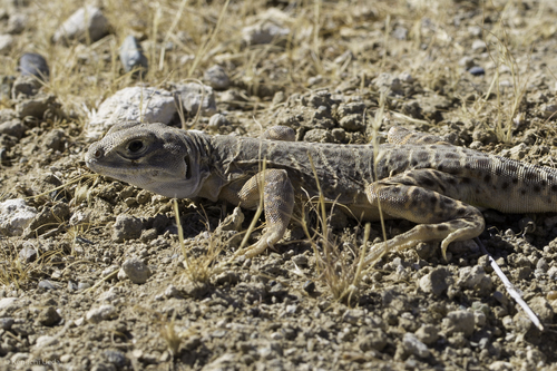 Bluntnose (Blunt-nosed) Leopard Lizard, Gambelia sila