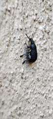 Polydius hispanus