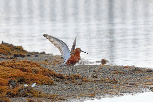 Curlew Sandpiper (Calidris ferruginea)