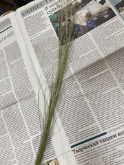 Stipa tirsa