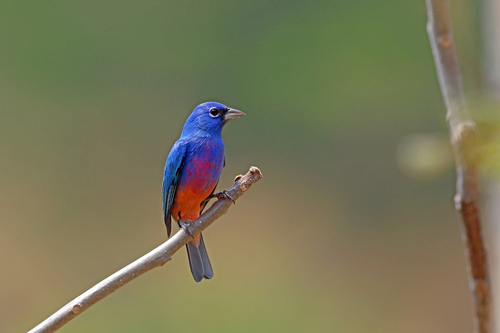 Passerina rositae