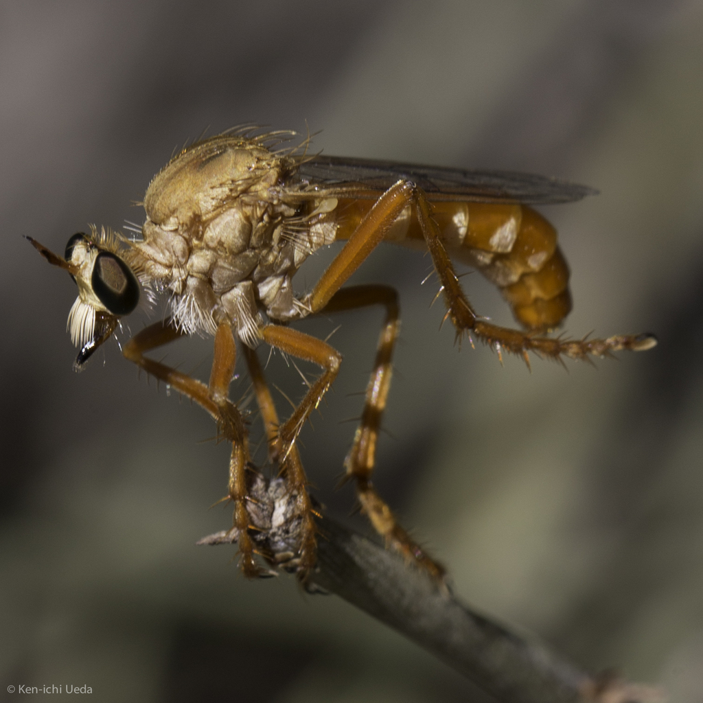 Clear-winged Raider