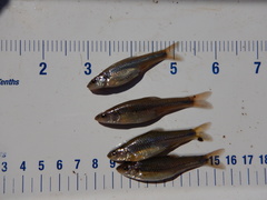 Notropis dorsalis