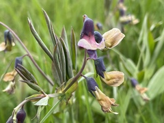 Lathyrus linifolius
