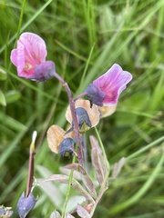 Lathyrus linifolius