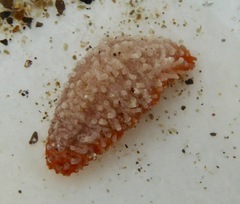 Eupentacta quinquesemita