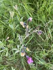 Lathyrus linifolius