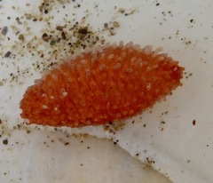 Eupentacta quinquesemita