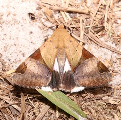 Melipotis fasciolaris