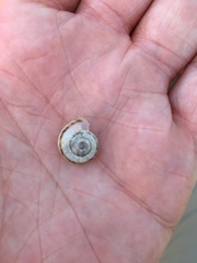 Xerolenta obvia