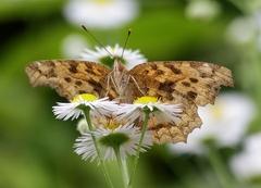 Polygonia c-aureum