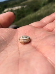 Xerolenta obvia