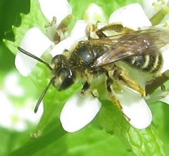 Andrena nasonii
