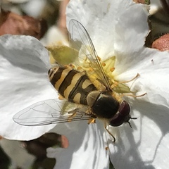 Syrphus