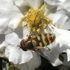 Syrphus