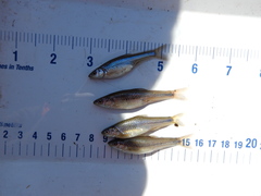 Notropis dorsalis
