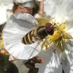 Syrphus
