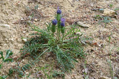 Carthamus mitissimus