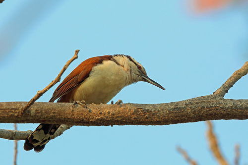 Campylorhynchus chiapensis