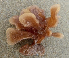 Pherusella brevituba