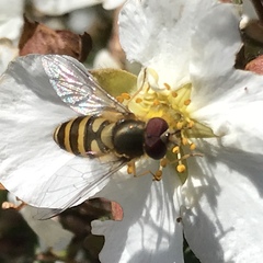 Syrphus