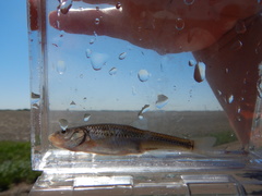 Notropis dorsalis