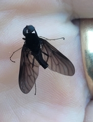 Chrysopilus connexus