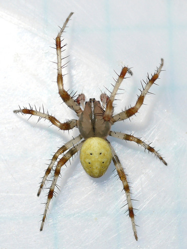 Shamrock Orbweaver