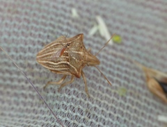 Feltiella