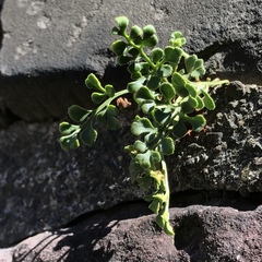 Asplenium ruta-muraria