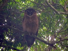 Strix leptogrammica