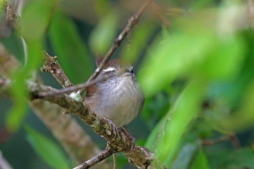 Uropsila leucogastra