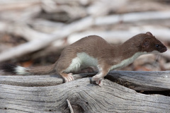 Mustela