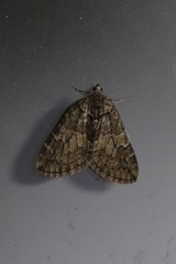 Hydriomena speciosata