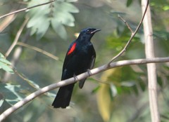 Campephaga phoenicea