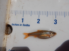 Notropis topeka
