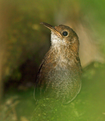 Nava's Wren photo 3