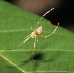 Thwaitesia margaritifera