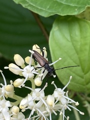 Trachysida mutabilis