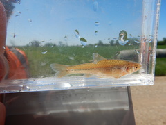 Notropis topeka